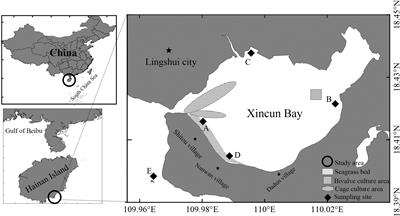 Spatial-Temporal Distribution of Prorocentrum concavum Population in Relation to Environmental Factors in Xincun Bay, a Tropical Coastal Lagoon in China